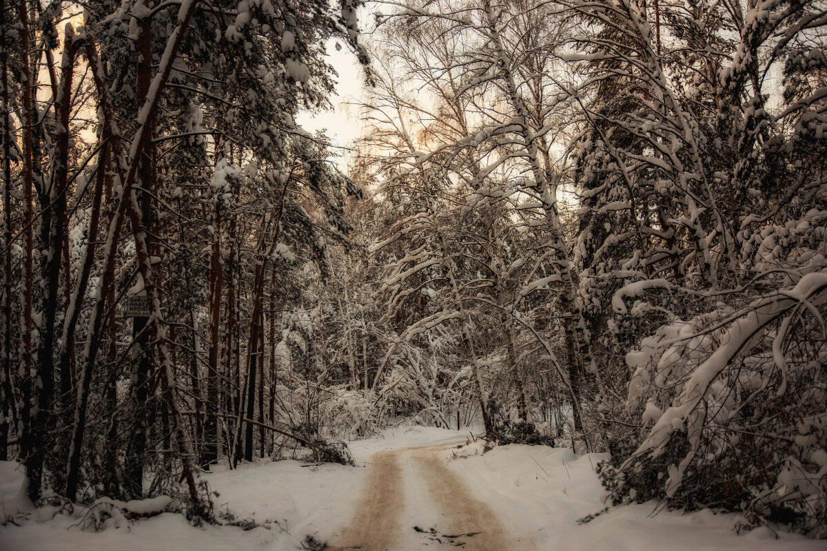 В зимнем лесу... - leff Postnov