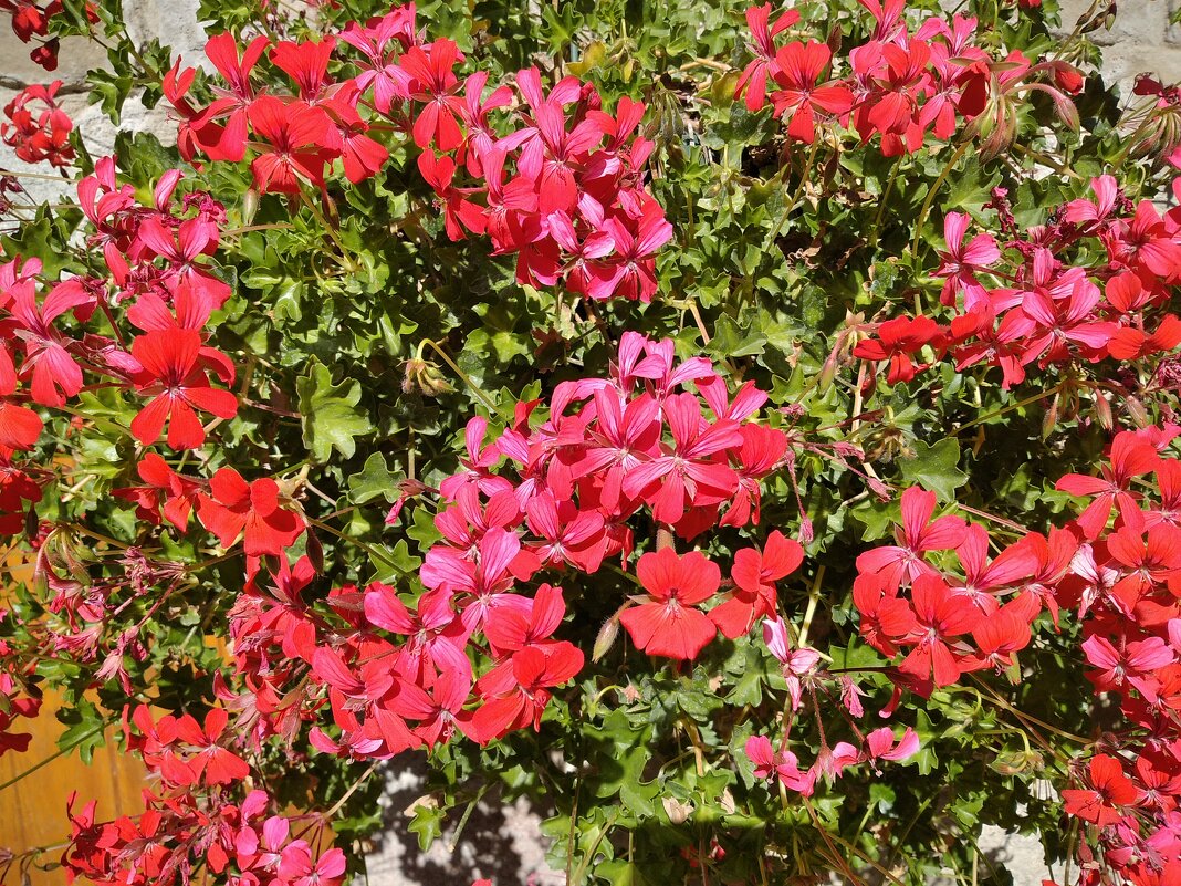 Красные цветы - SergAL 