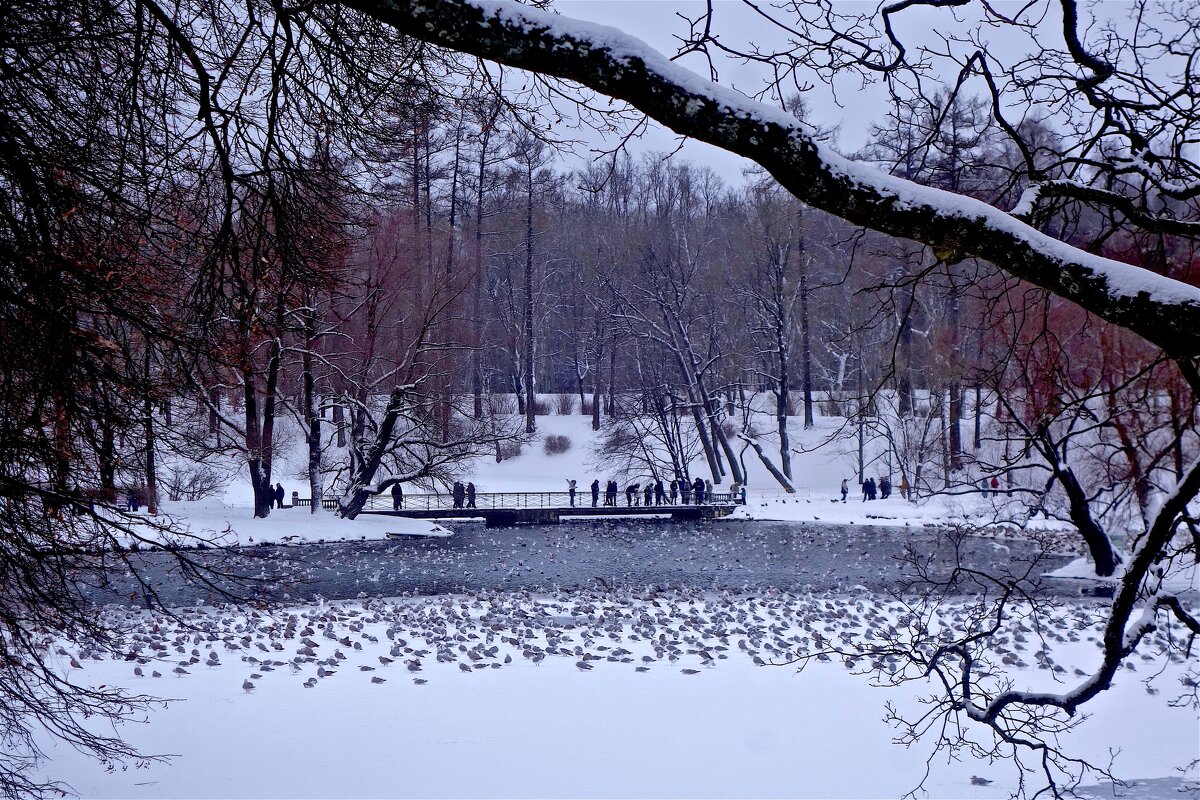 зима на Белом озере - Елена 