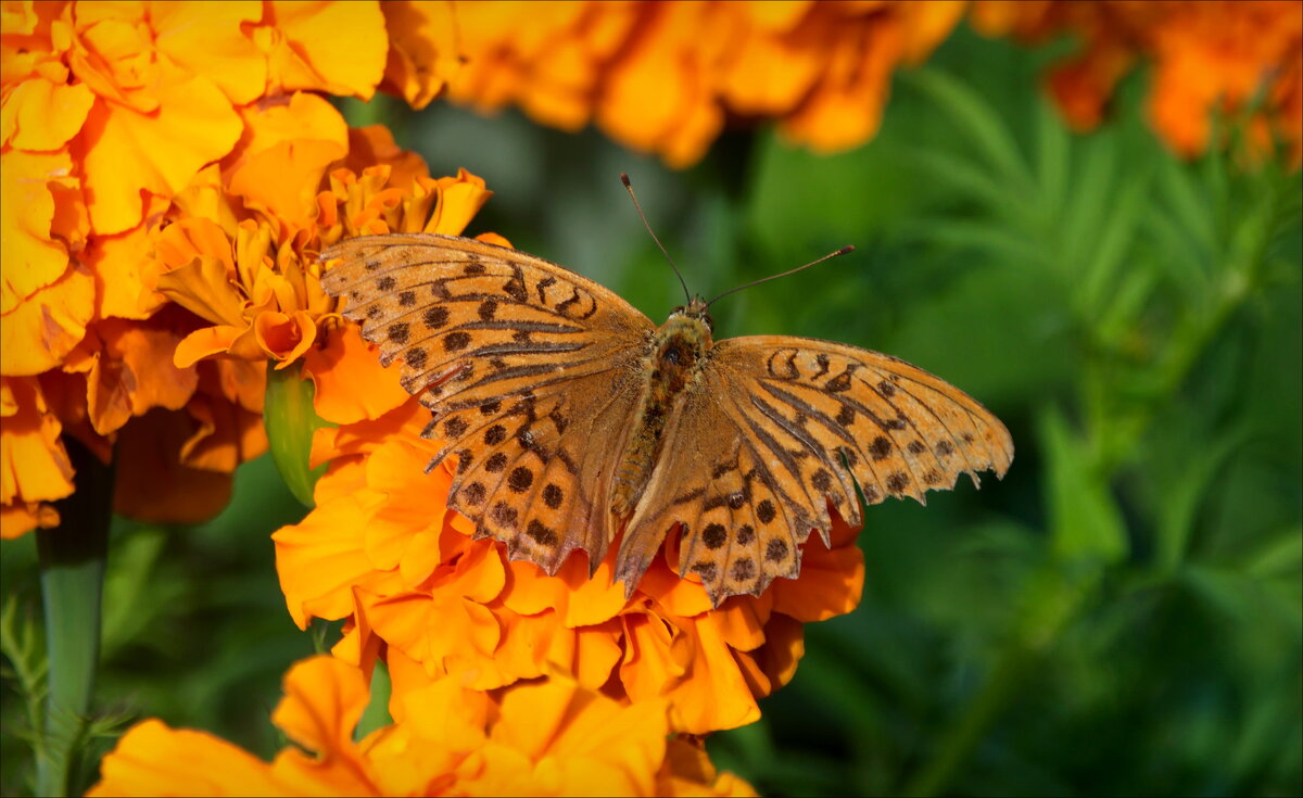 Сентябрьская бабочка - lady v.ekaterina