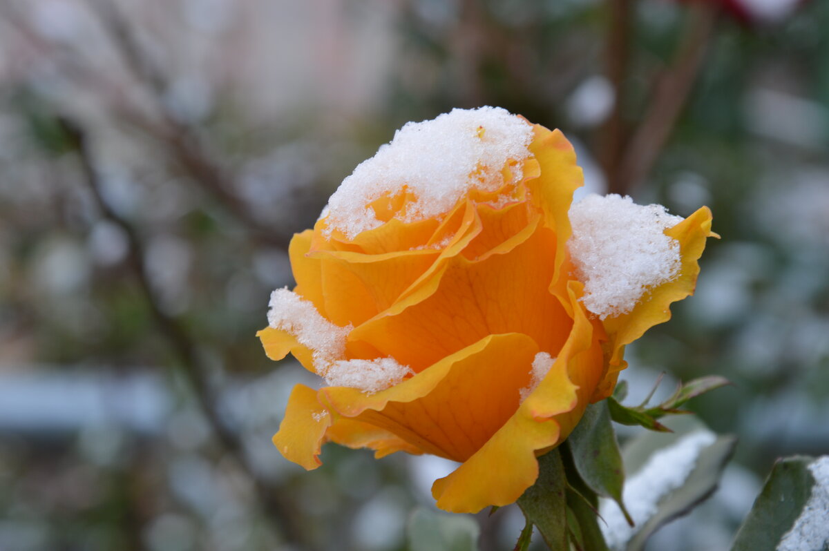 Белым покрывалом снег укутал розы.... - Надежда Куркина