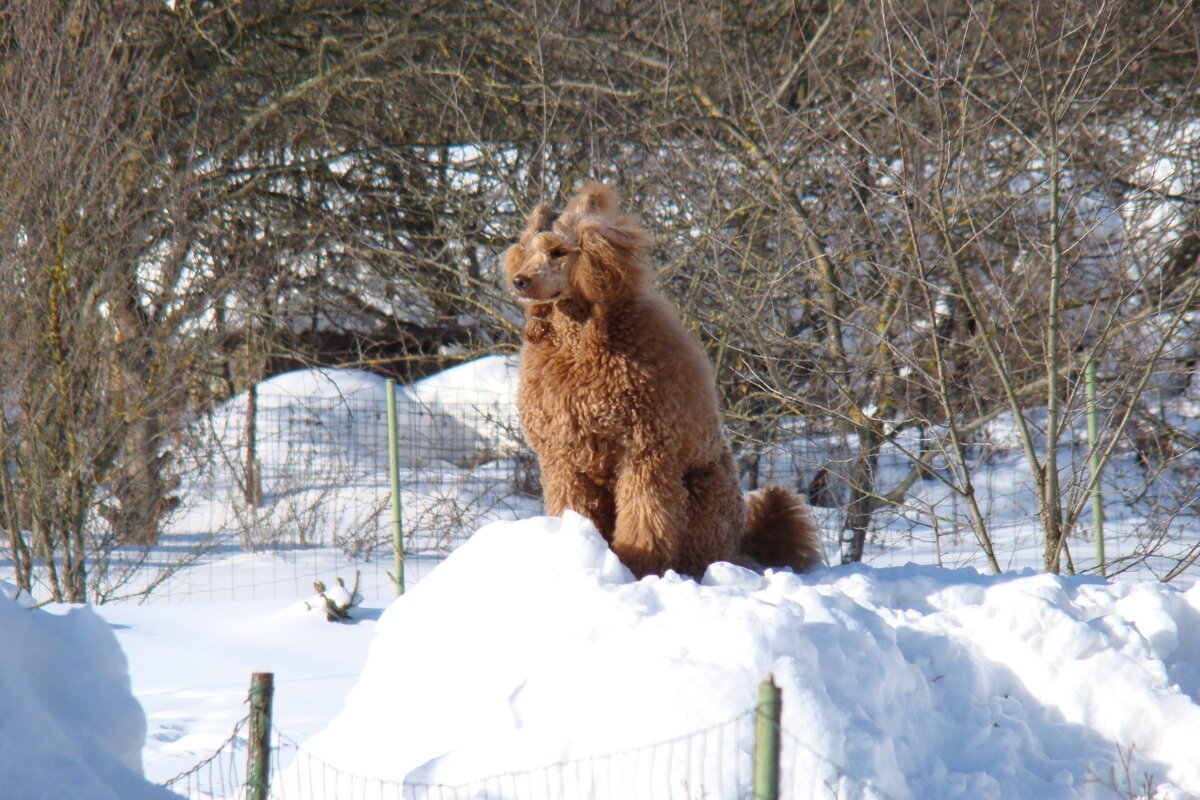 собака на снегу - linnud 
