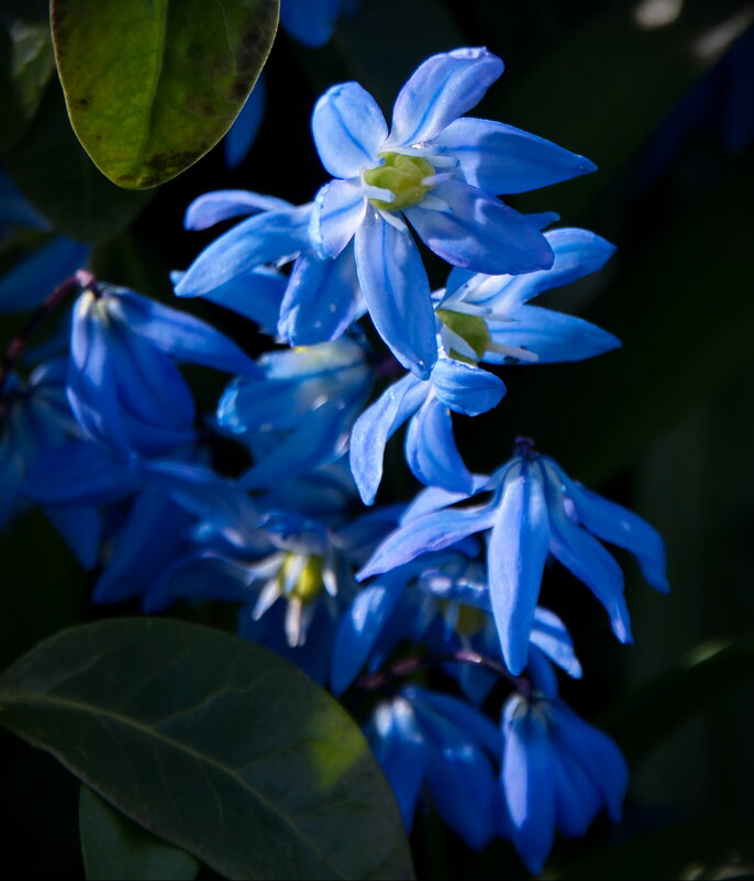Синие цветочки - lady v.ekaterina