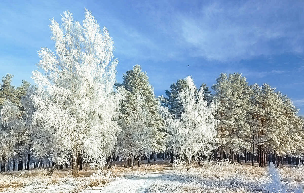 Зимний этюд на Белой горе - Владимир Кириченко