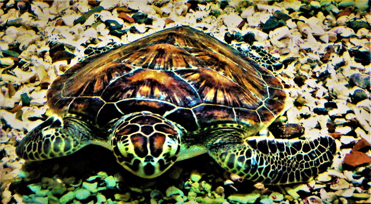 Морская черепаха - Владимир Манкер