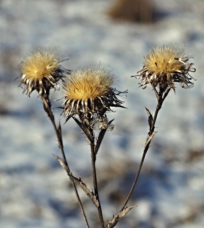 цветы зимы - юрий иванов 