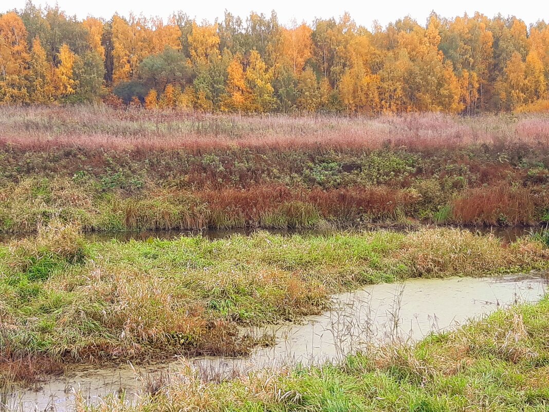 Берег Дубны и осенний лес - Екатерина К.