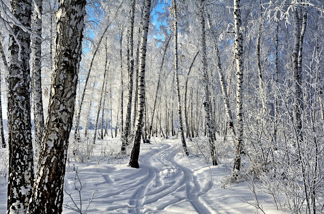В морозном лесу - Mikhail Irtyshskiy