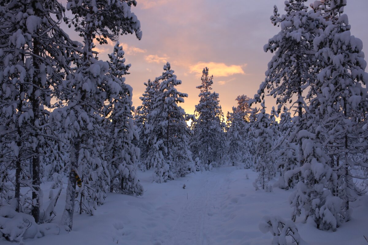 Сказки зимнего леса - Ольга 