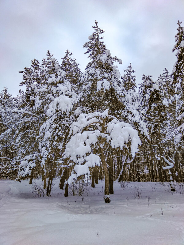 Зимний лес - Irene Irene