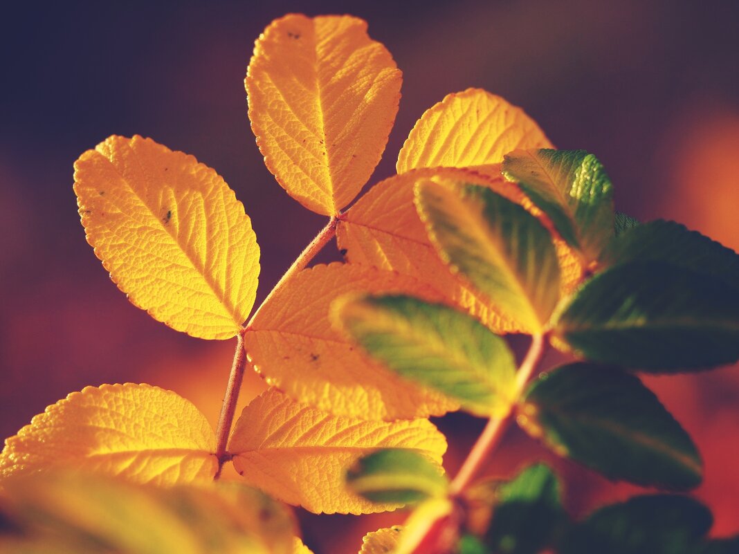 Осенние листья шиповника - wea *