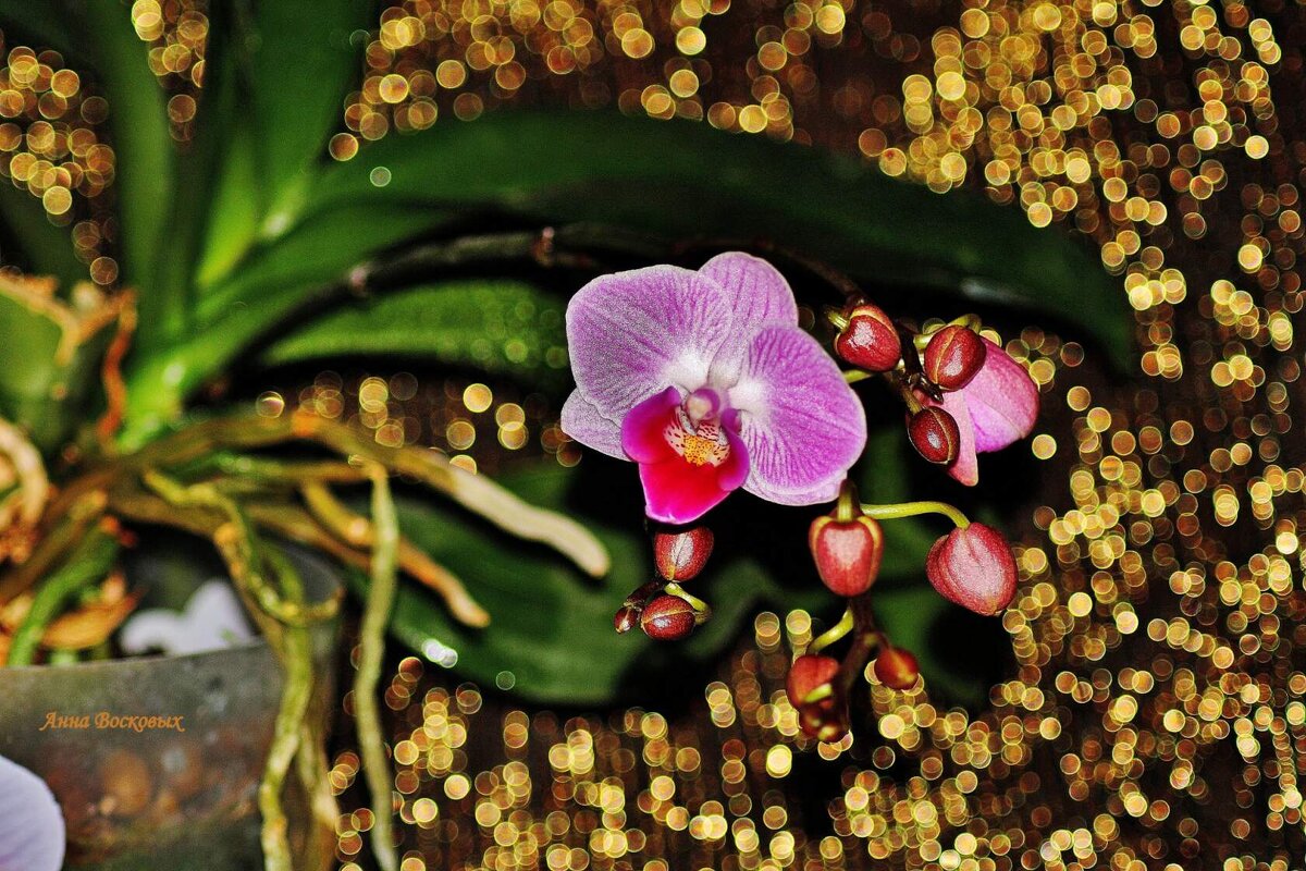 Самый первый цветочек моей многострадальной орхидеи! - Восковых Анна Васильевна 