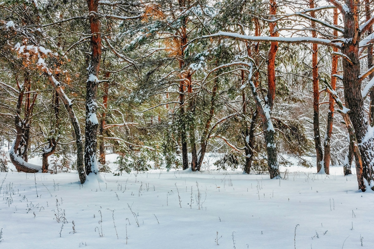и лес зимой.. - Юрий Стародубцев