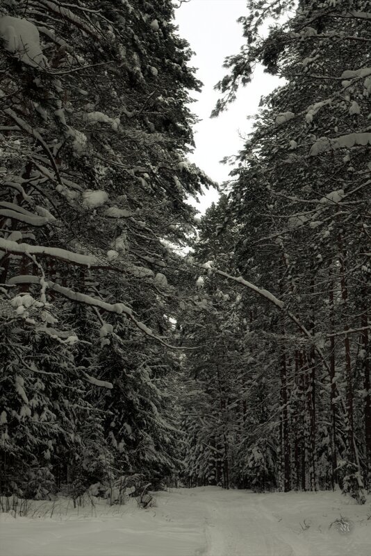 зимний лес - Михаил Никольский