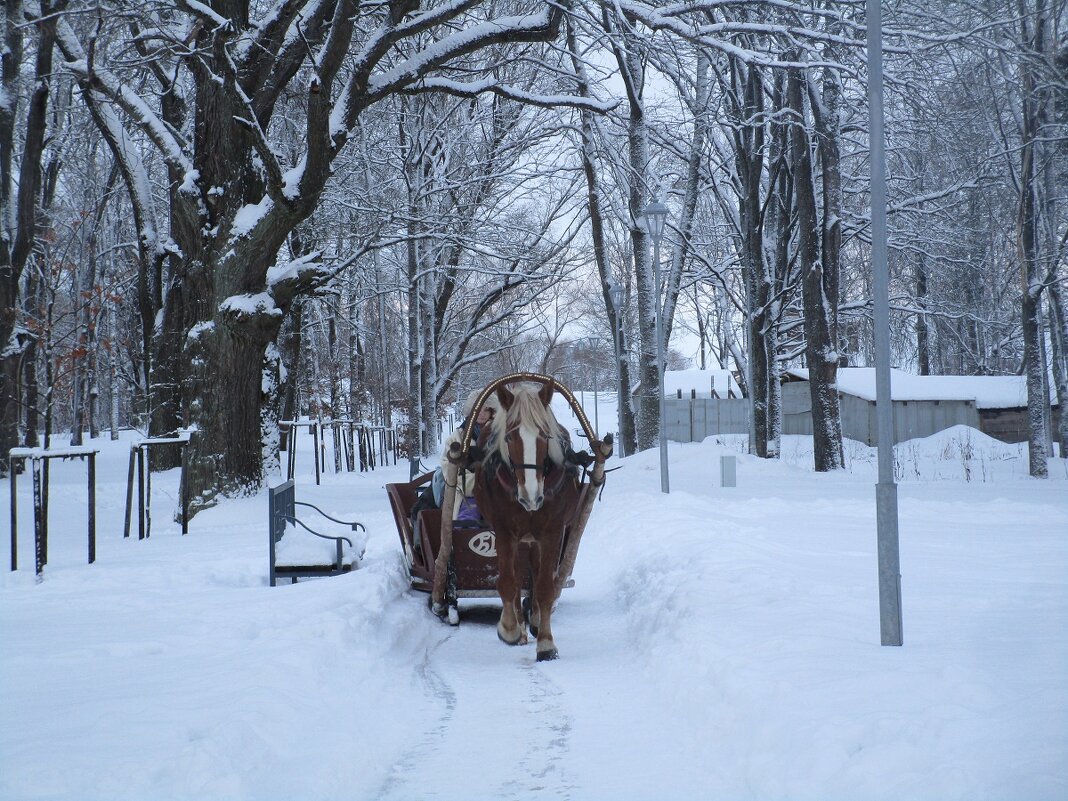 Зимние забавы на лошадях. - ЛЮДМИЛА 