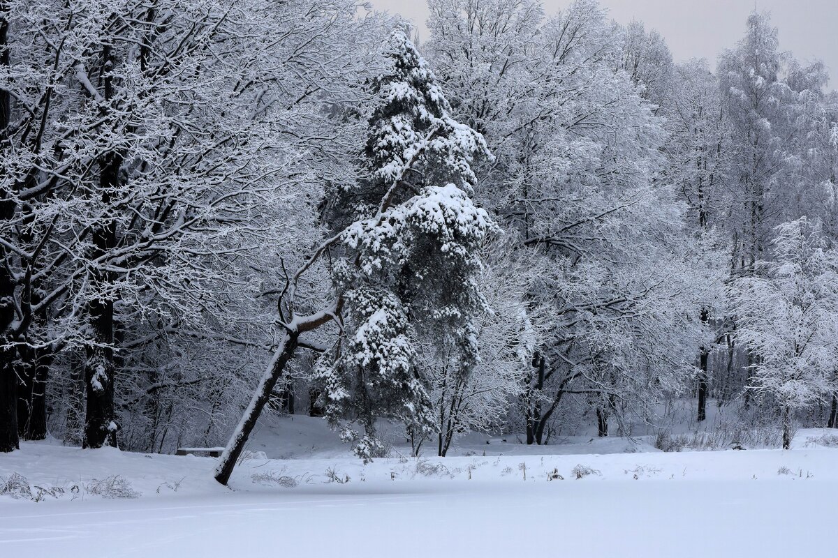 Снежный декабрь - Наташа *****