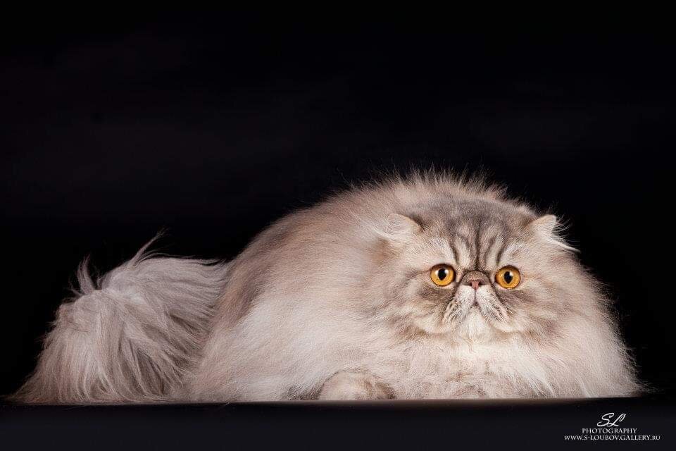 Персидская кошка - Алёна М