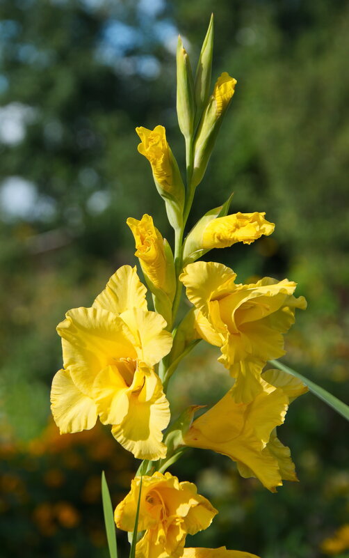 Желтый гладиолус - lady v.ekaterina