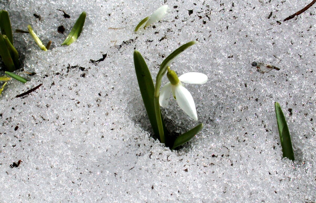 Вспоминая весну...Подснежник, .рожденный из снега - ГЕНРИХ 