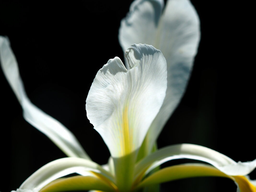Iris sibirica Ирис сибирский - wea *