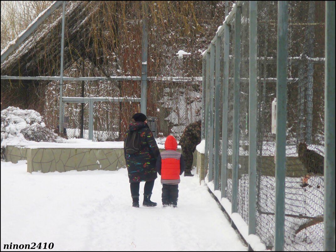 Зима в ростовском зоопарке... - Нина Бутко