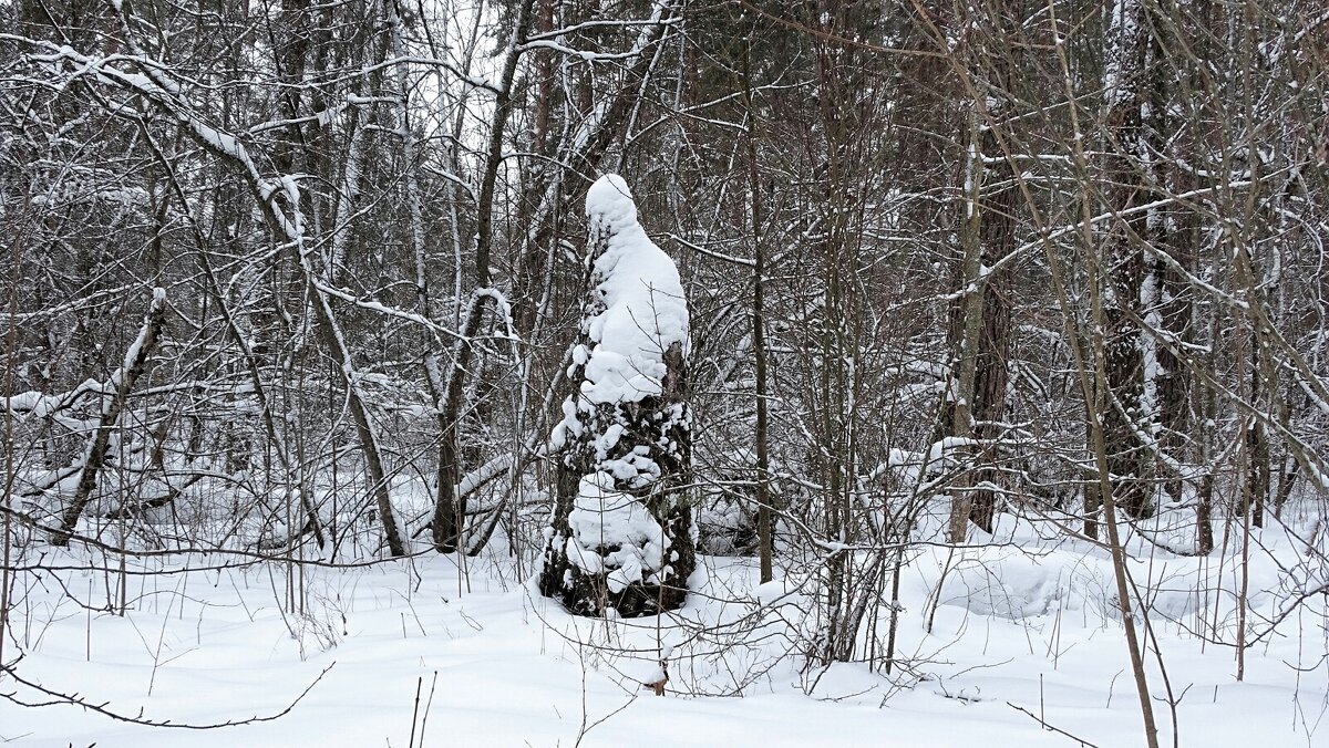 "Дед мороз" в лесу. - Милешкин Владимир Алексеевич 