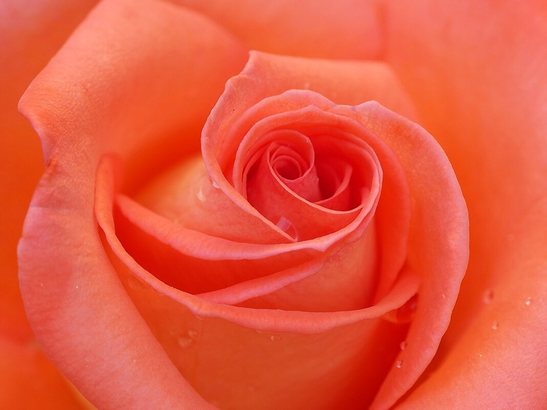 Роза с каплями росы на лепестках - wea *