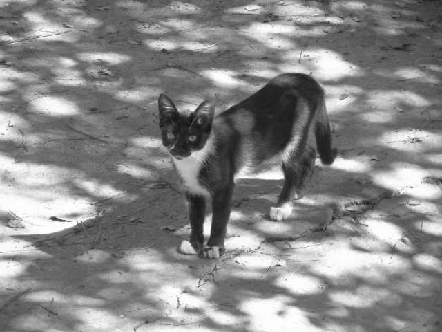 черно-белый кот - Алина 