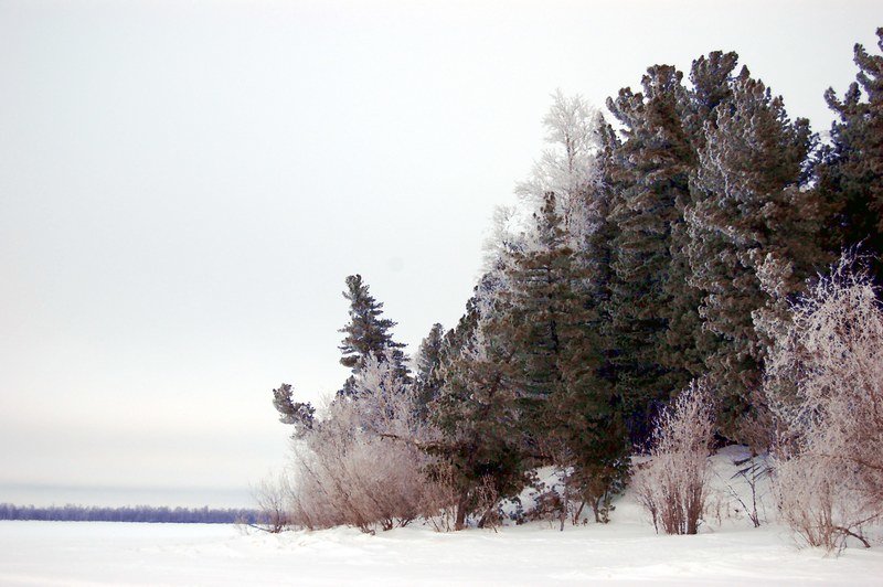 Зимний лес - Valeriy Somonov
