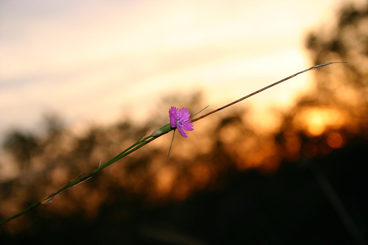 Одинокий полевой цветок - Светлана Ропина