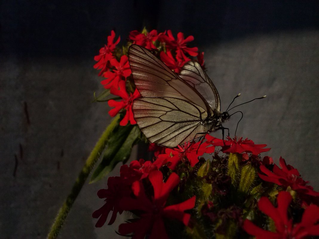 Бабочка - Екатерина 