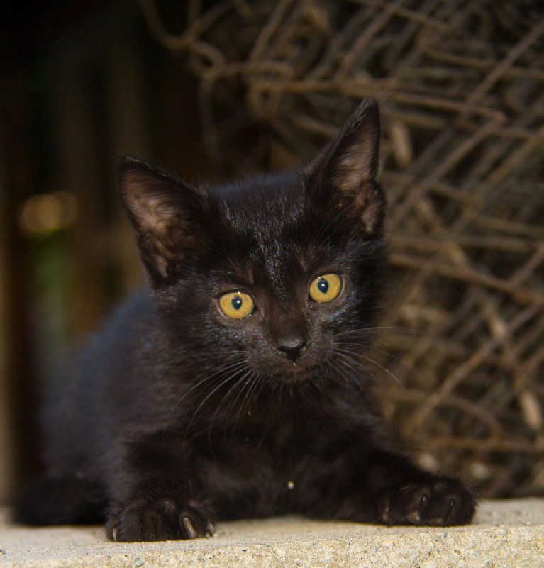 Черный кот - Eugenius Ivanov
