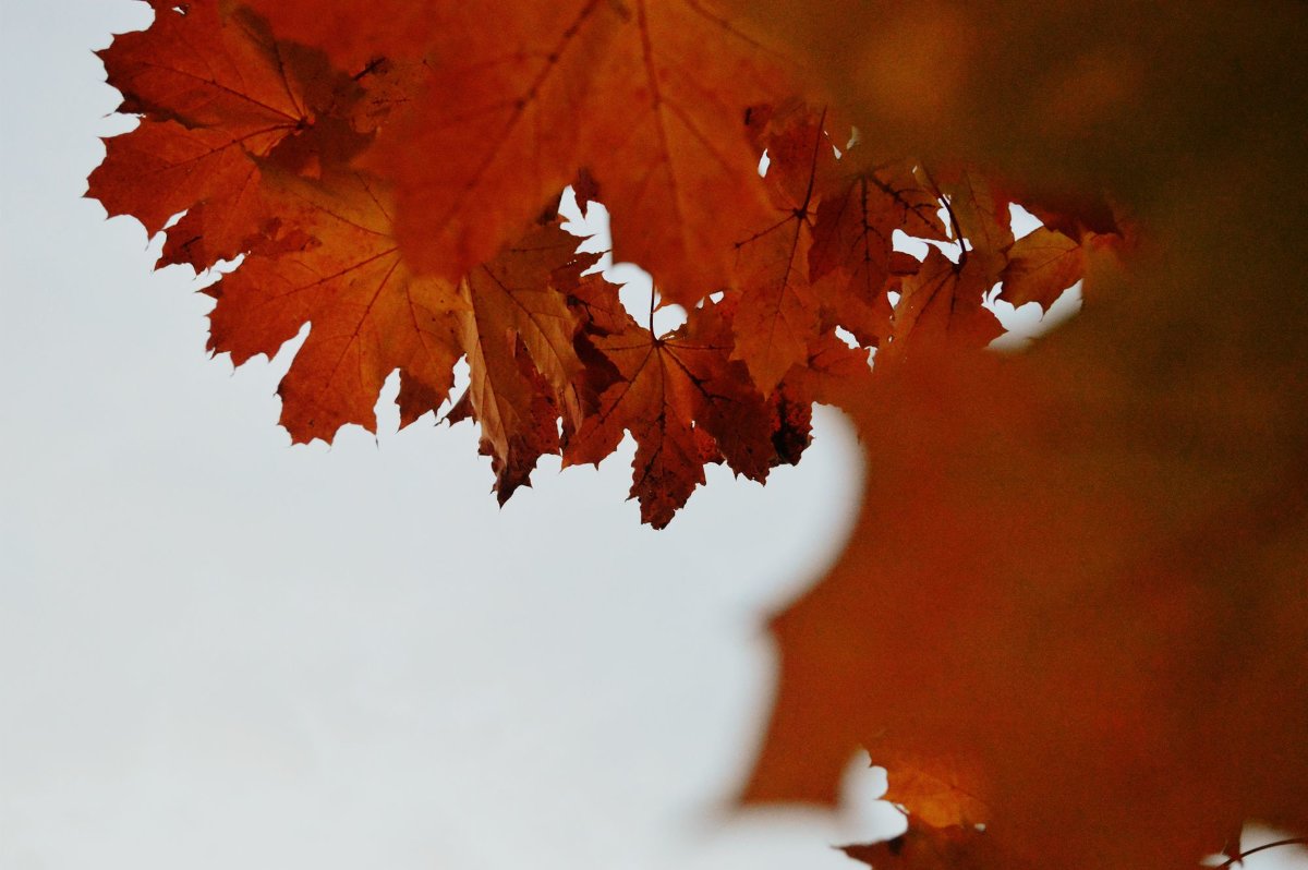 Осень...Клен...Красные листья... - Nasty_ Rom.