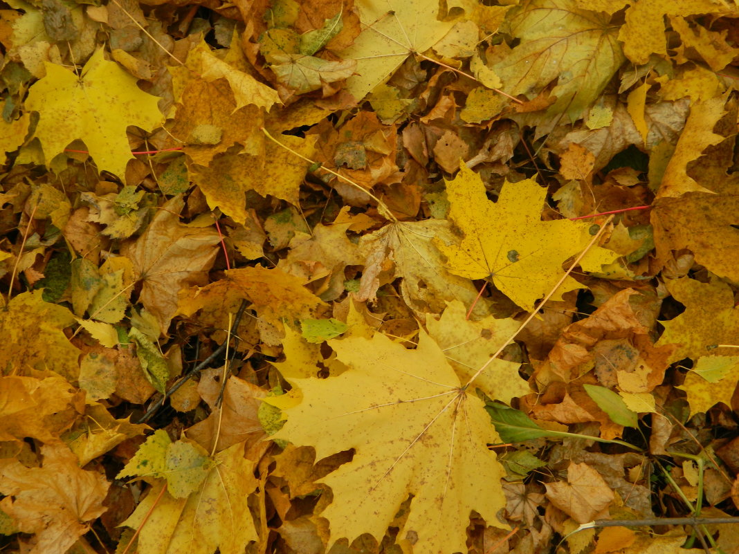 Красивые кленовые листья - Варвара Савельева
