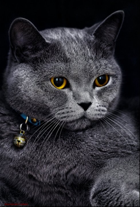 Плюша британская кошка-из серии Кошки очарование мое! - Shmual & Vika Retro