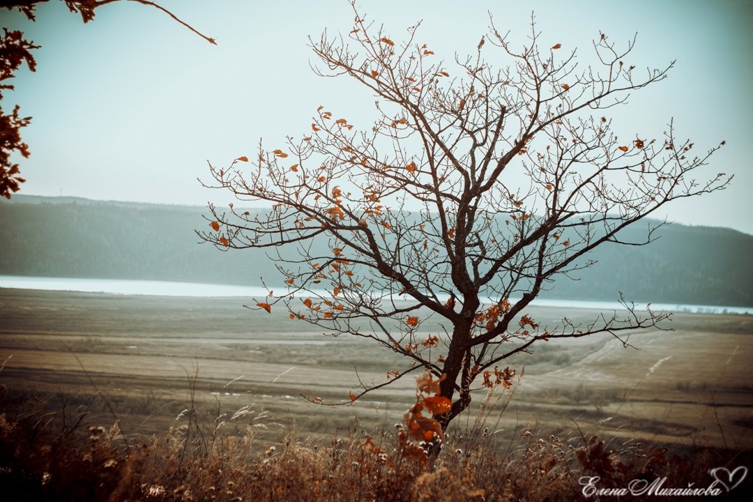 одинокое дерево... - Елена Михайлова