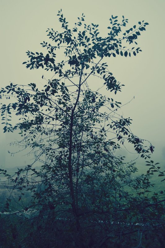 Дерево в тумане... - Nasty_ Rom.