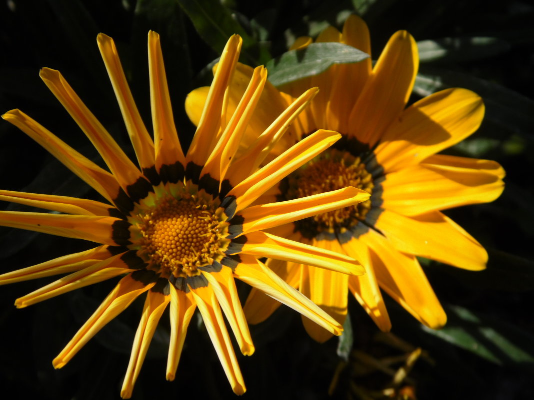 Желтые цветы - Kate Owl