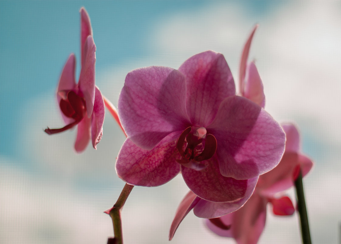 Орхидея - Надежда Горох (Красненкова)