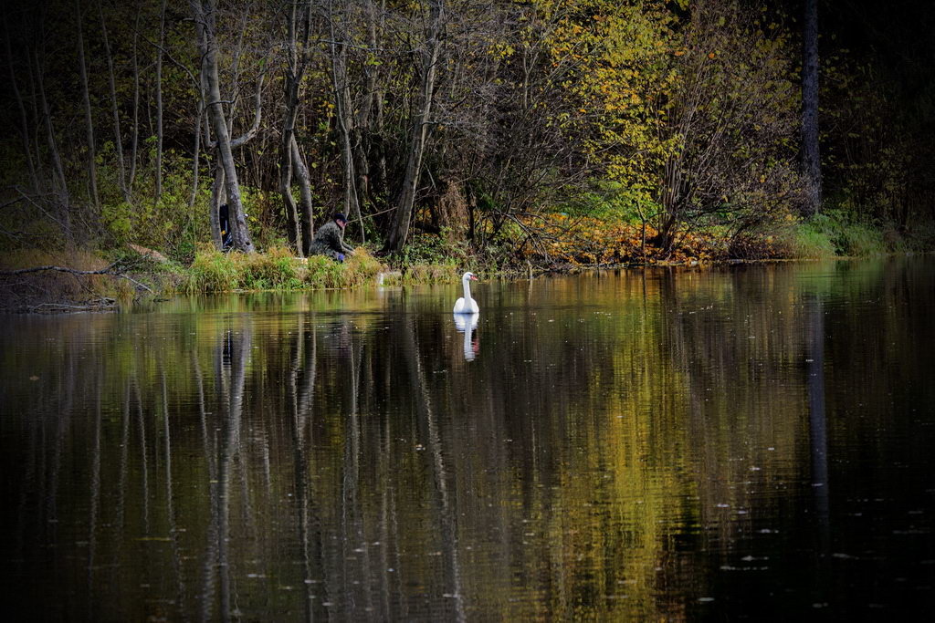 Белый лебедь - Дмитрий Симонов