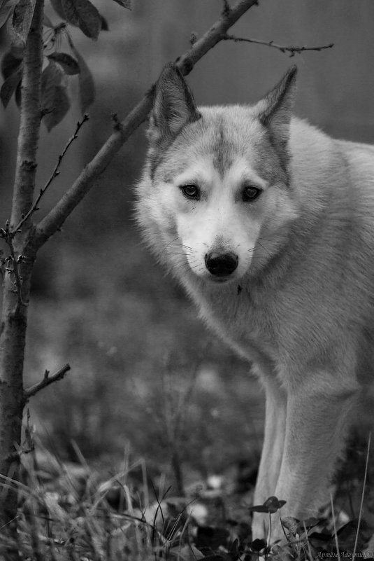 Волк - в глубине души - Артём Лагутин