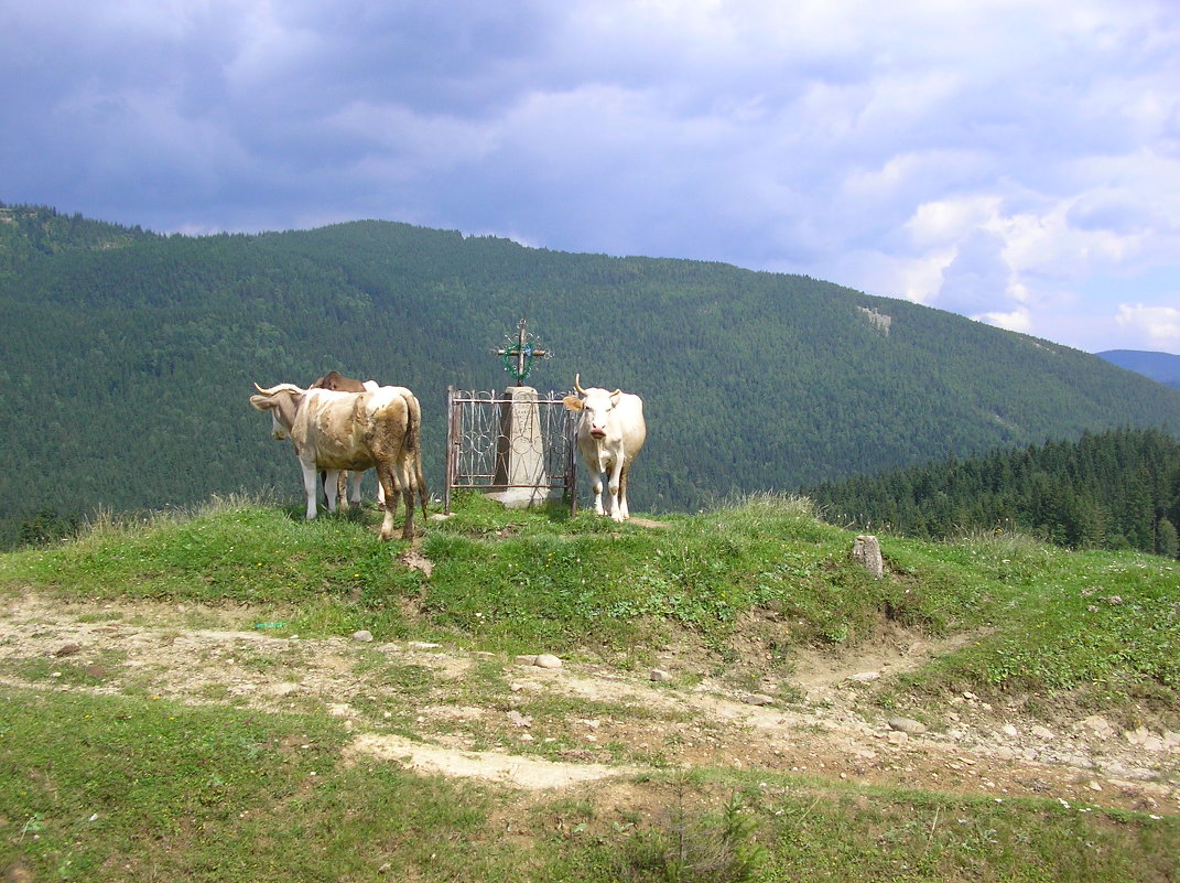 Вершина без одиночества - Елена 