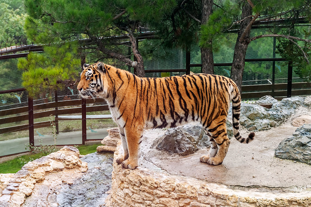 Tiger!... Во всей красе... - Елена Васильева