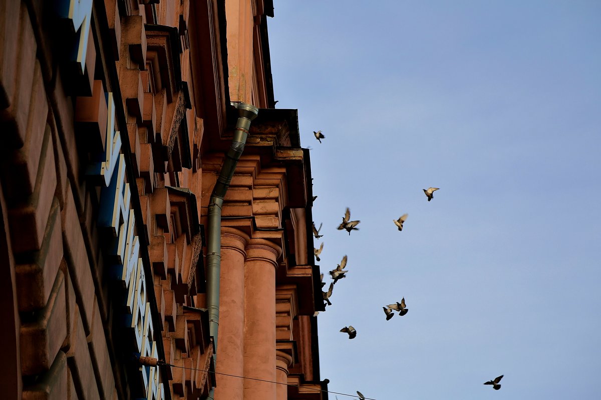 Голубиный переполох в здание бывшего ЛИТМО(ныне университет) - Елена Разумилова