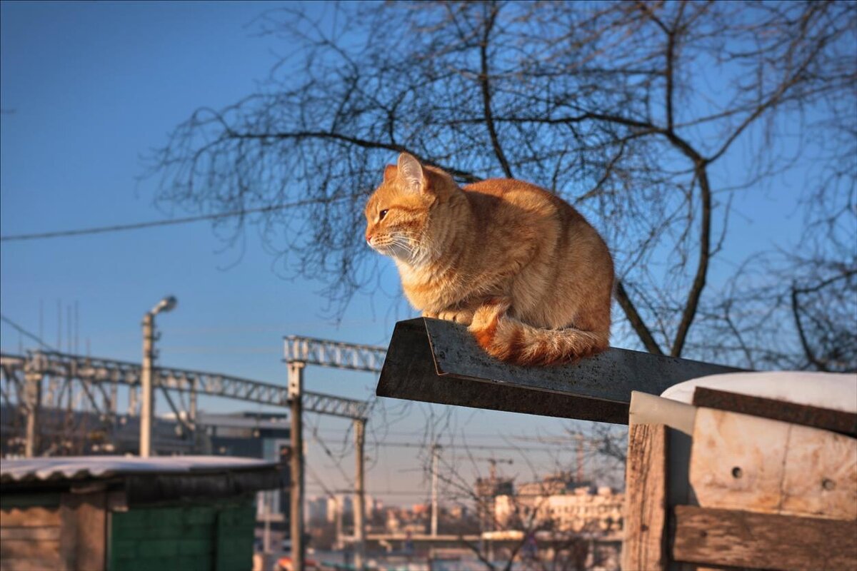 Кот, живущий на СТО автомобилей, греется на солнышке - Глeб ПЛATOB