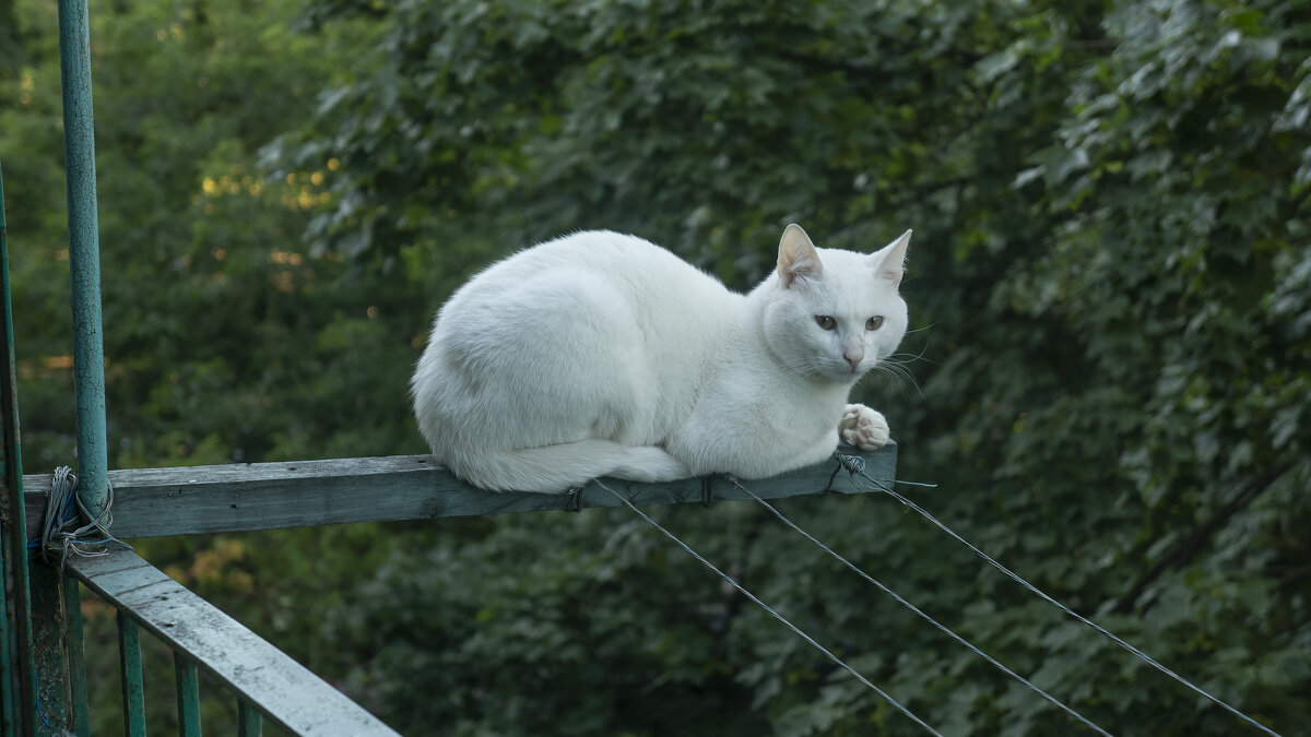 Белый кот - Илдар 