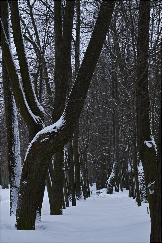 Зимний вечер в парке - Галина (Stela) Кожемяченко