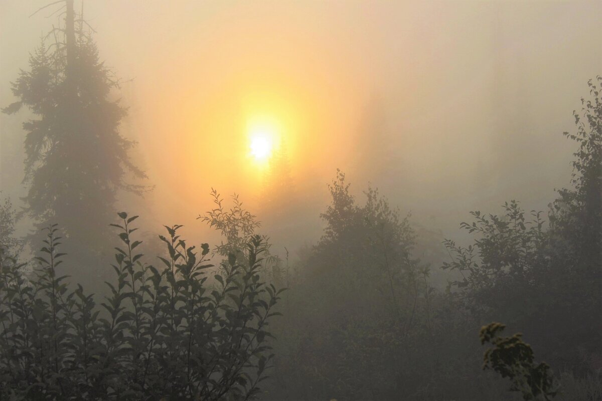 Пробивая густой туман, восходит солнце - Сергей Чиняев 