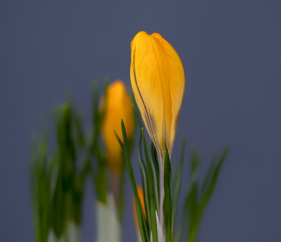 crocuses - Zinovi Seniak