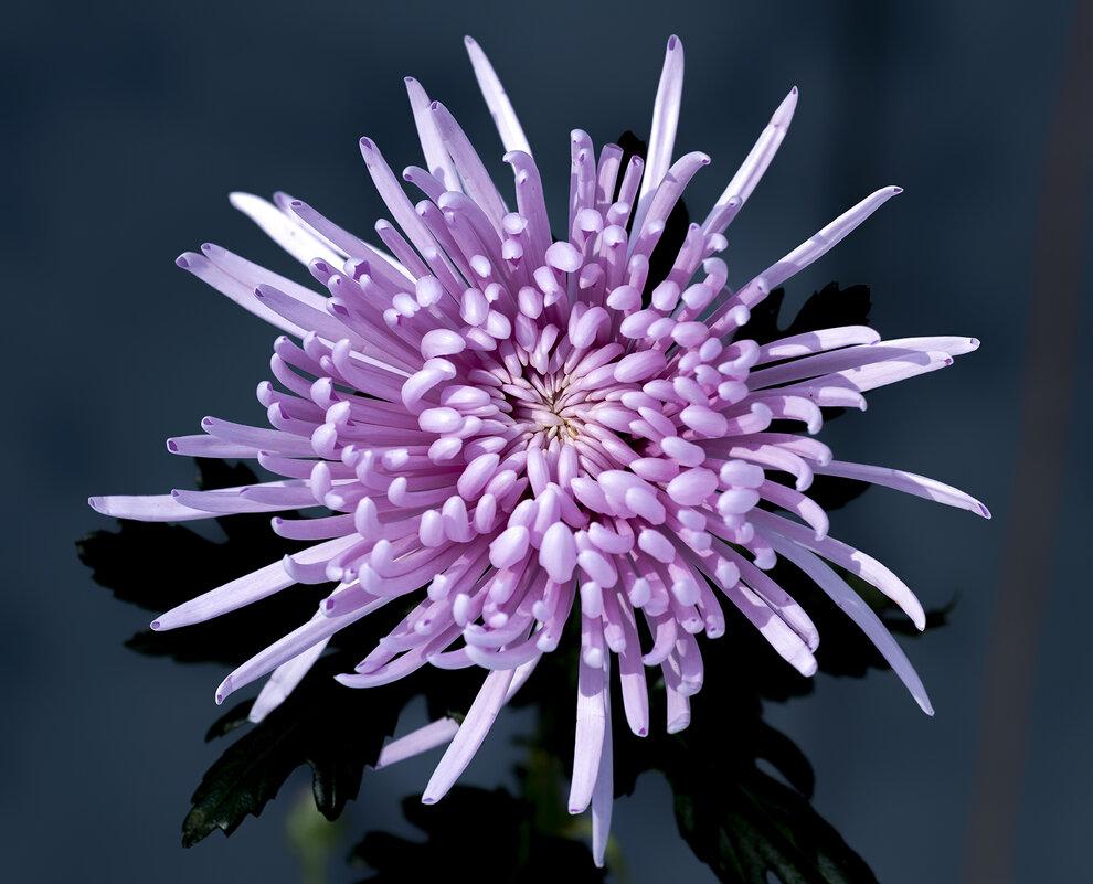 chrysanthemum - Zinovi Seniak